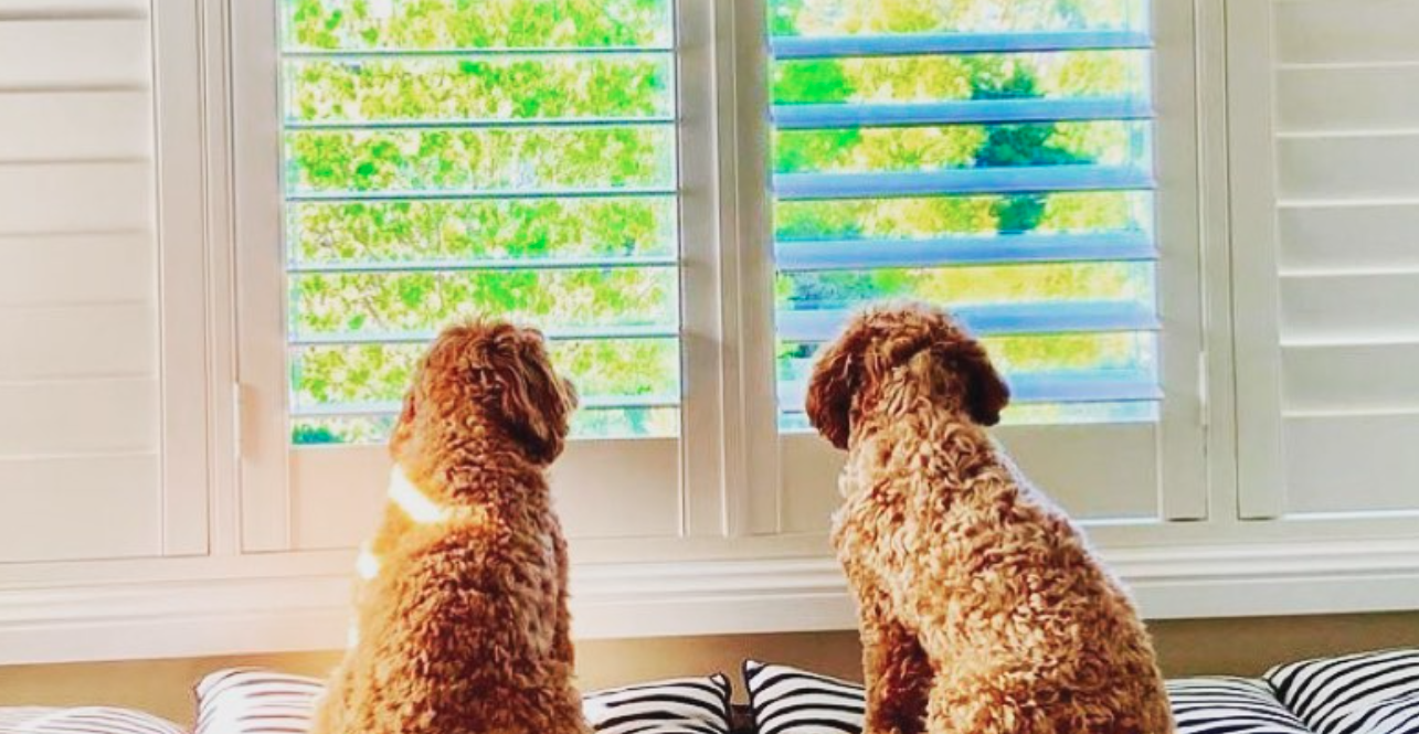 2 dogs looking out the window